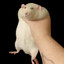 Anton