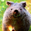 Angry_Wombat