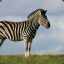 The Loneliest Zebra