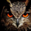 the Owl