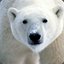 The Canadian Polar Bear