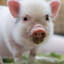 Pig_Princess_