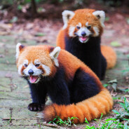 Pandaboy