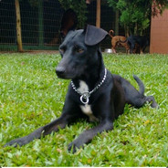 Black Dog