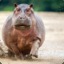 Carlito`s Hippo