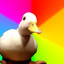 xdQuack