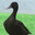 Mallard Luther King