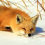 Foxox