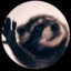 smol gangus