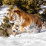 西伯利亚金渐层