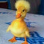 zxc_ducky