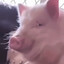 pig