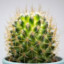 The Cactus