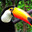 Toucan