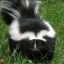 skunktastic