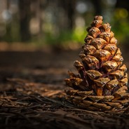 Шишка в Лесу