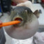 [GBC] Dapufferfish