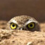 Dirt Bird