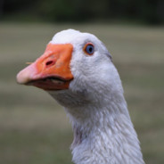 Charlie Goose