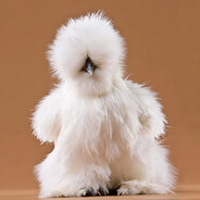 lvl7_Chicken