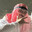 Shaikh