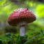 CHAMPIGNON_9317