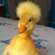 Mr.Duck