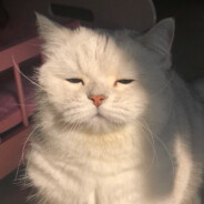 你好我是一只小猫