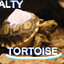 Salty_Tortoise