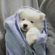 极地馆在逃企鹅