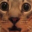 meow nahui