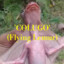 &#039;COLUGO&#039; (Flying Lemur)