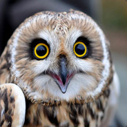 Ахуевшая сова