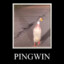 Kurwa | Pingwin