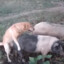 dog sex