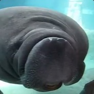 SØKO - steam id 76561198058744178