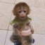 Jimboo