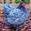 Blue Chicken