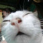 Meow Meow
