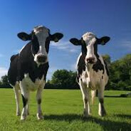 CowCow - steam id 76561198138676262