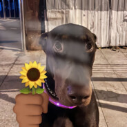 苍茫的天涯是我的爱