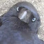That bird that I hate