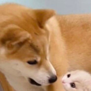 敦克爾克大撤退