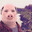 shypiggy