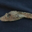 dry fish