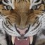 Tigre