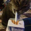 Cat_Machine