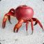crab apple