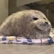 Seal