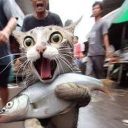 Le Poisson de la poisson